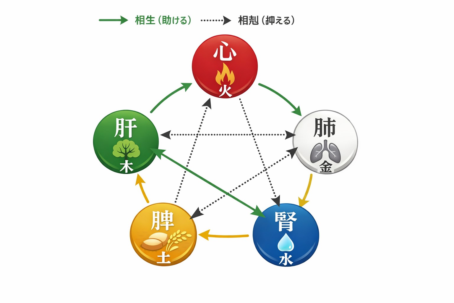 五行相関図 - 心・肝・脾・肺・腎の相互関係